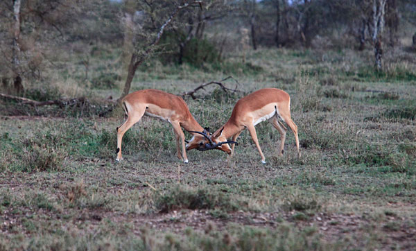 Combat de gazelles de Thompson