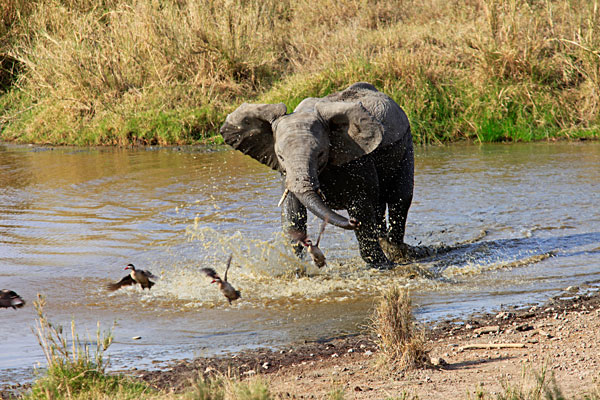 Eléphanteau qui s'amuse à virer les canards du trou d'eau :-)
