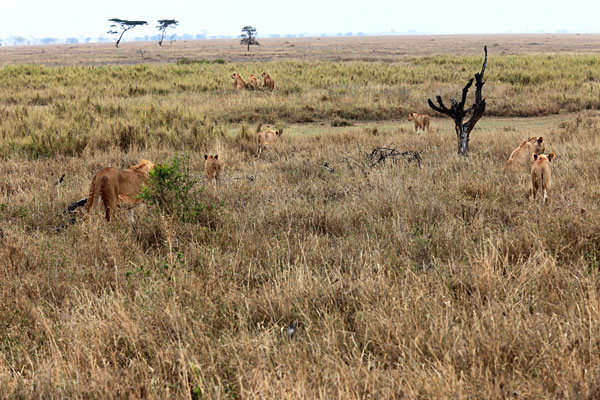 Le Serengeti est vraiment bourré de lions !