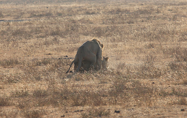 Couple de lions en train de ... :-)