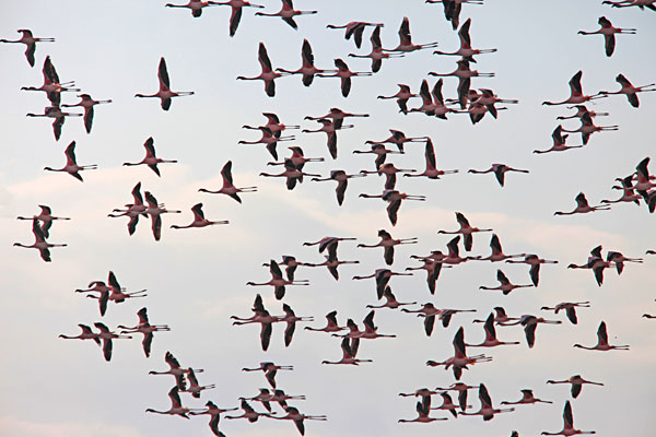 Flamants roses