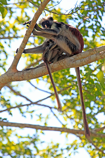 L'endemique colobe roux de Zanzibar