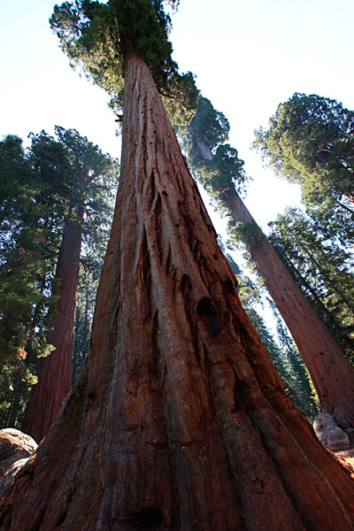 sequoia