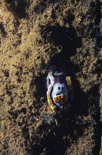 nudi4