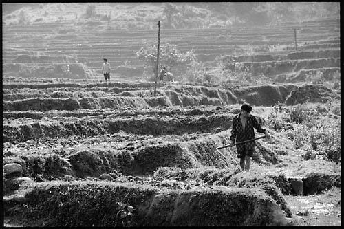 Pendant que les femmes traitent avec les touristes, les hommes travaillent au champ